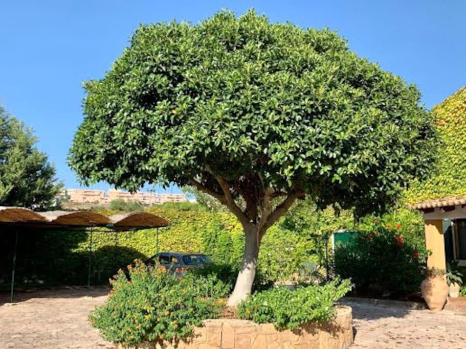 Casa Magnolia Lägenhet Augusta Exteriör bild